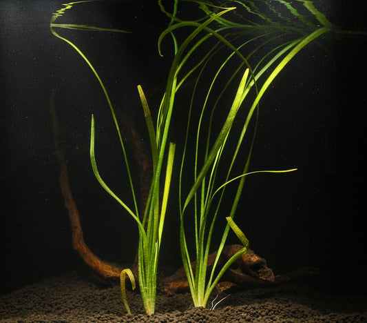 Sagittaria Subulata