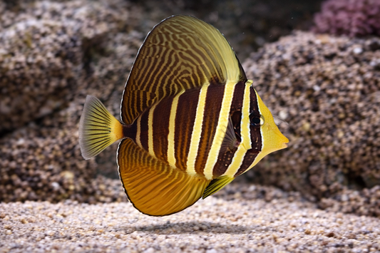 Colorful fish with brown, yellow, and white stripes swimming in an aquarium setting.