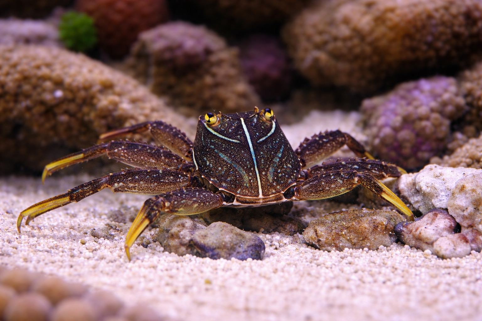 Crab in an aquarium setting with rocks and sand