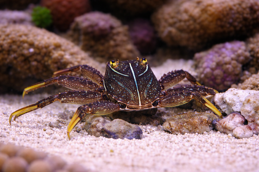 Crab in an aquarium setting with rocks and sand