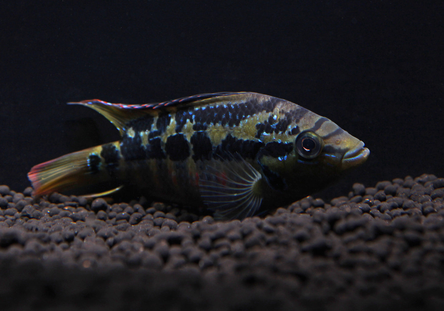 Salvini Cichlid