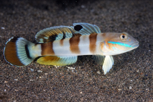 Tiger Wardi Goby