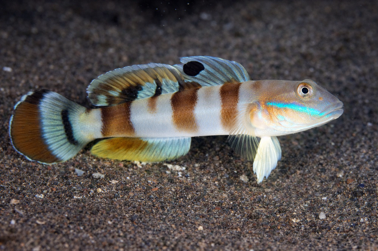 Tiger  Goby
