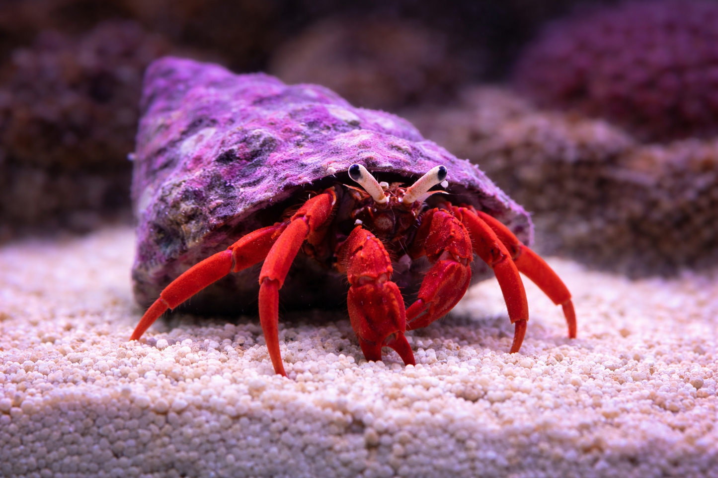 Red hermit crab inside a purple shell on sandy substrate