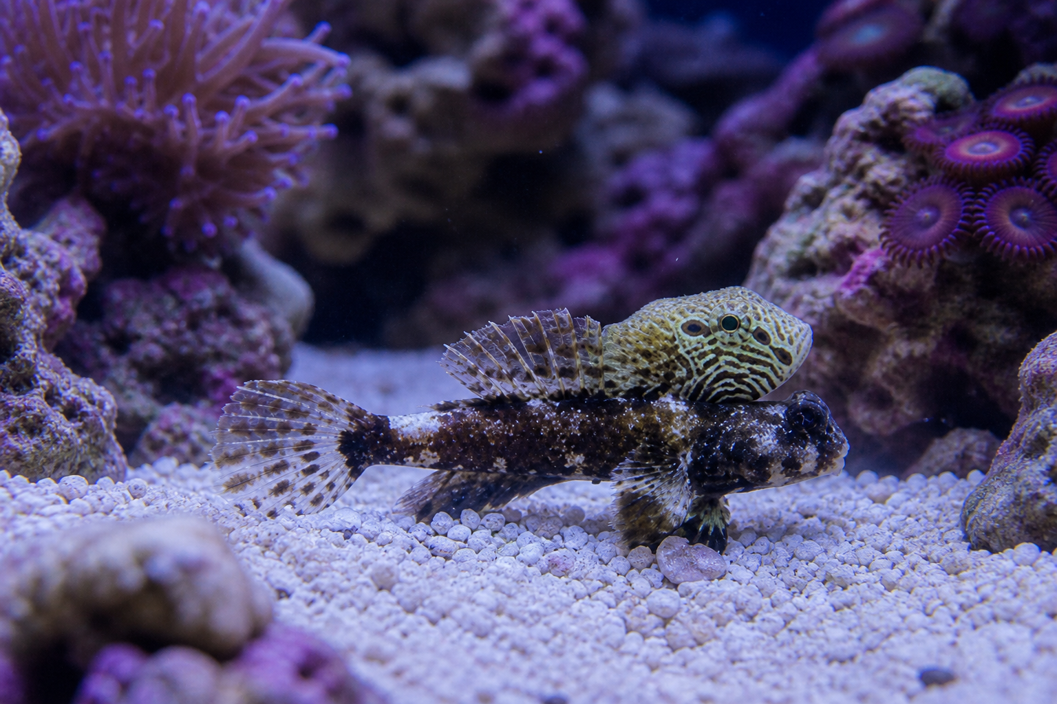 Scooter Blenny 