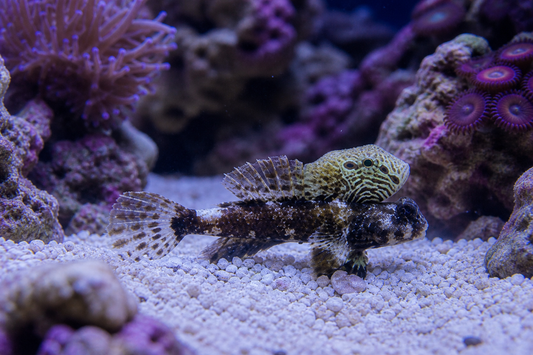 Scooter Blenny 
