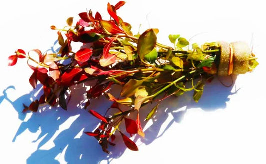 Ludwigia Repens Premium