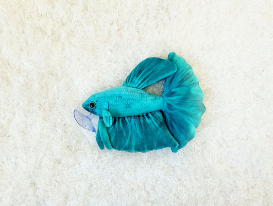 Aqua hot sale betta fish