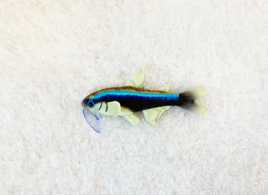 Azure Neon Tetra Plushie