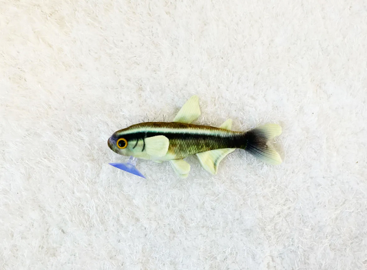 Black Neon Tetra Plushie