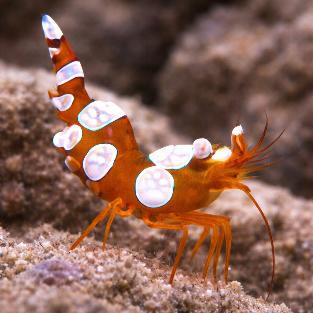 Sexy Shrimp