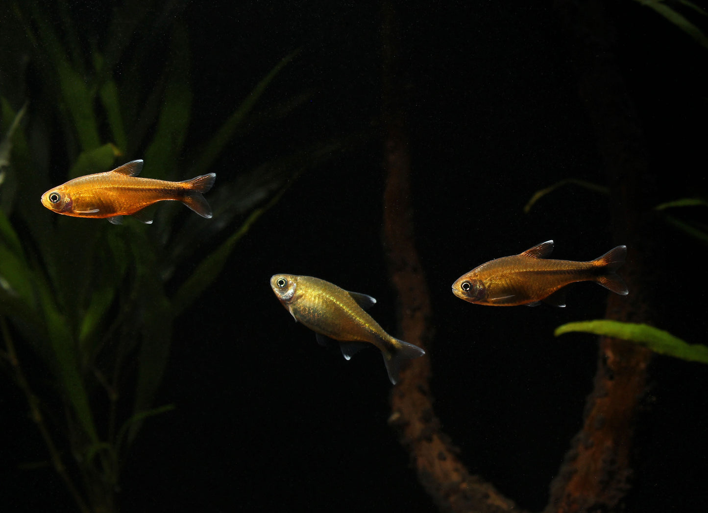 Silver Tip Tetra