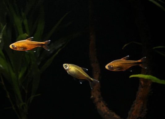 Silver Tip Tetra