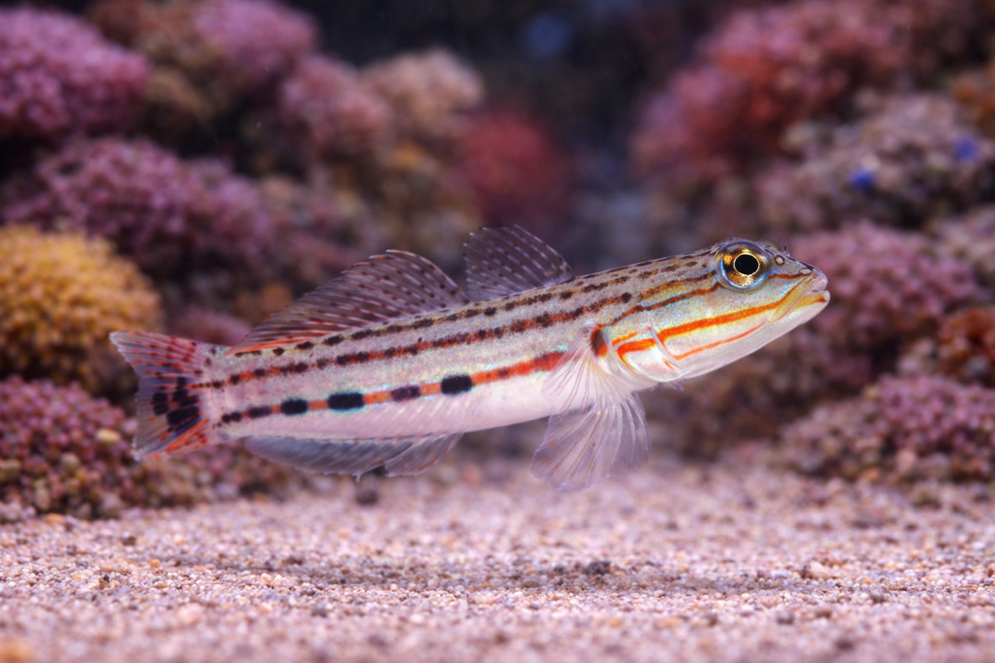 Small fish with striped pattern swimming in a coral reef