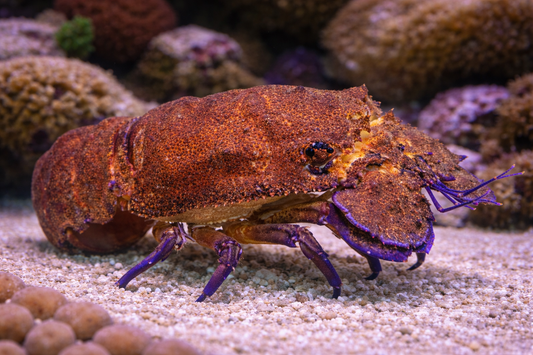 Close-up of a lobster with purple legs on a sandy substrate with coral in the background