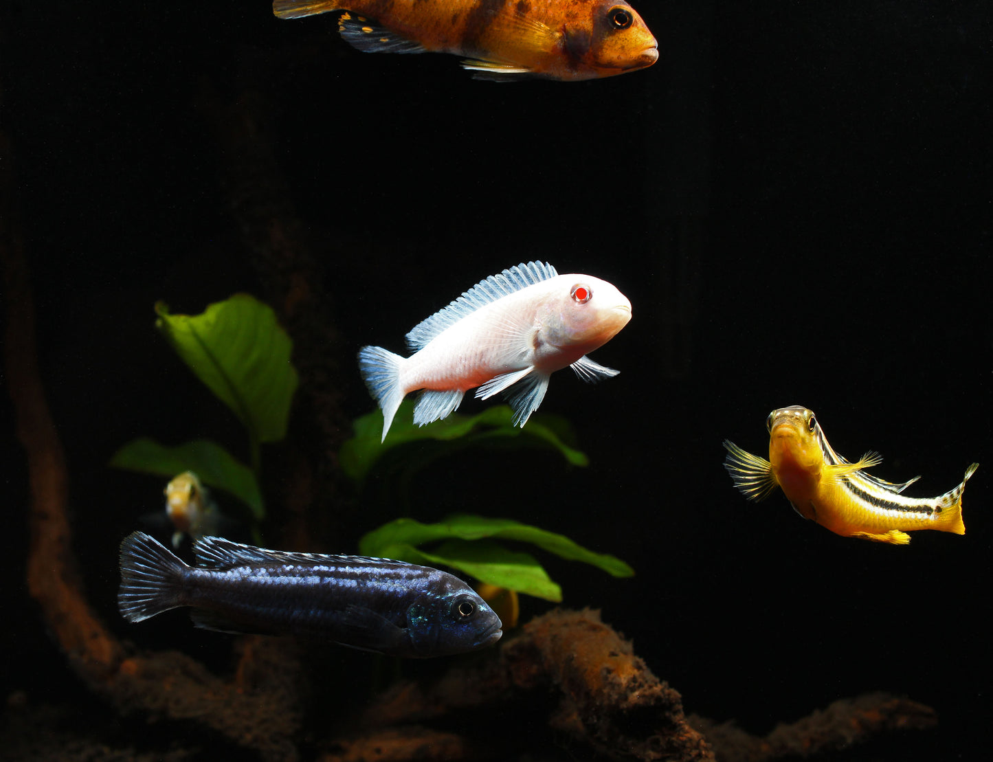 Assorted Small Mbuna Cichlid