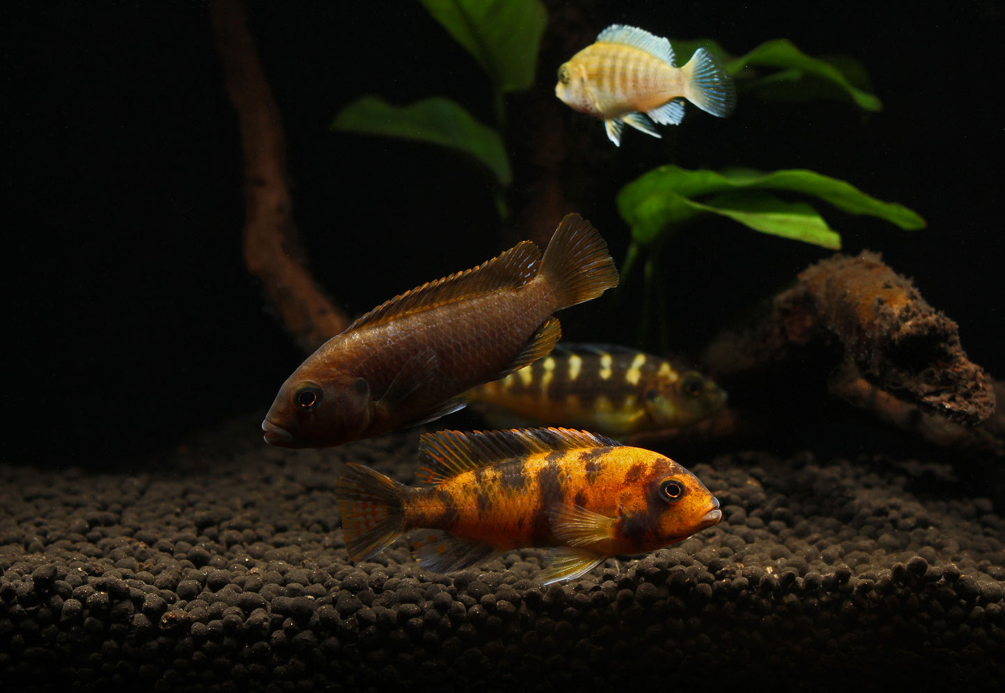 Assorted Small Mbuna Cichlid