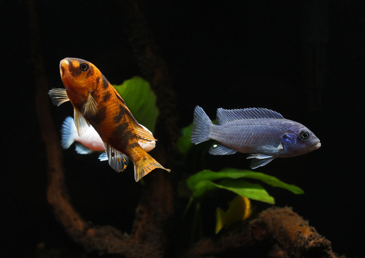 Assorted Small Mbuna Cichlid