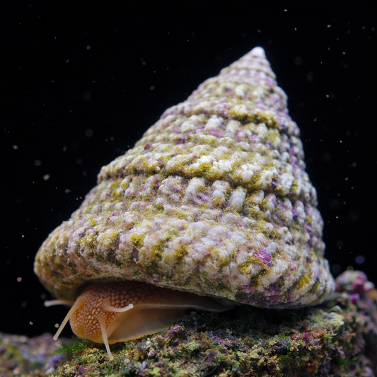 Astraea Snail