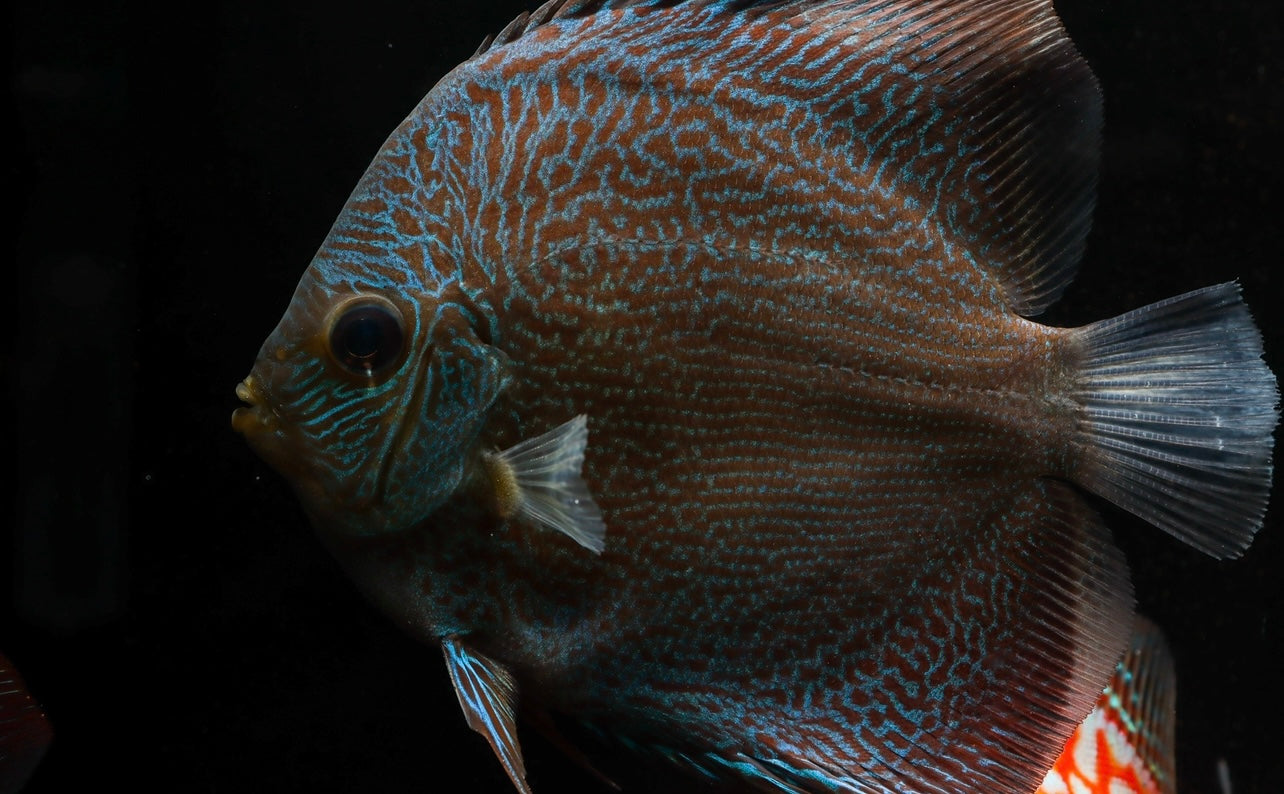 Blue Snakeskin Discus