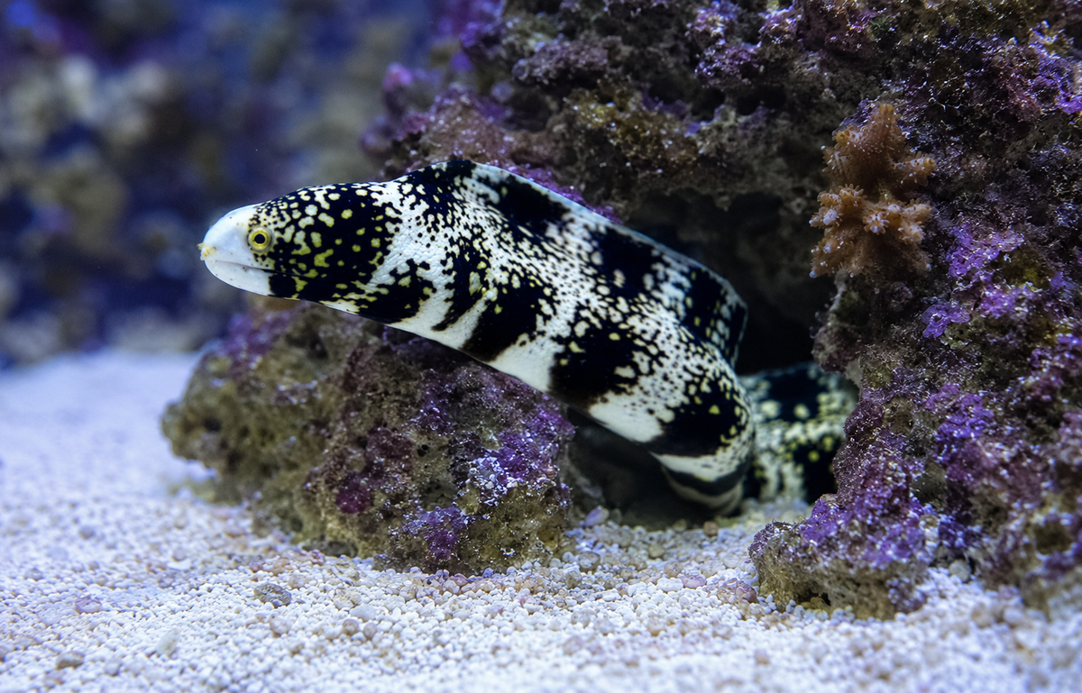 A live tropical moray eel with a black and white spotted pattern and yellow accents, resting on a sandy seabed among purple and brown coral structures.
