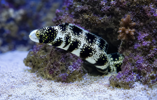 A live tropical moray eel with a black and white spotted pattern and yellow accents, resting on a sandy seabed among purple and brown coral structures.
