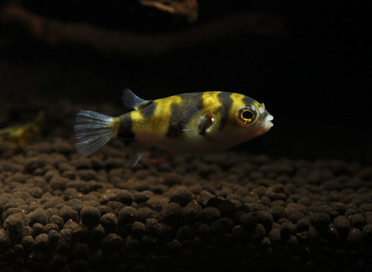 South American Puffer Fish