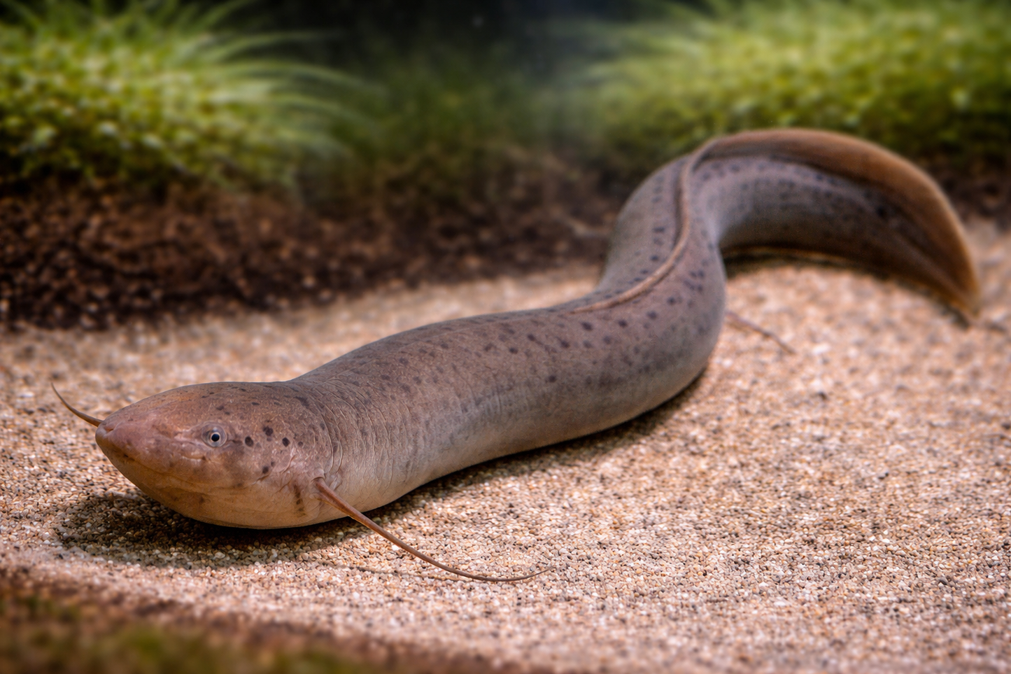 South American Lungfish