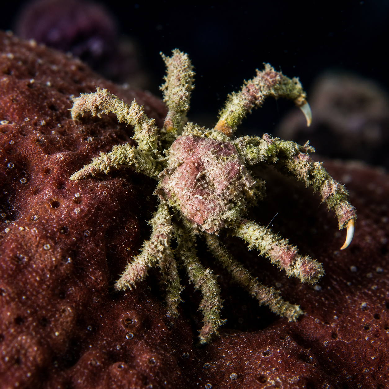 Spider Decorator Crab 