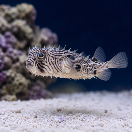 Spiny Box Pufferfish