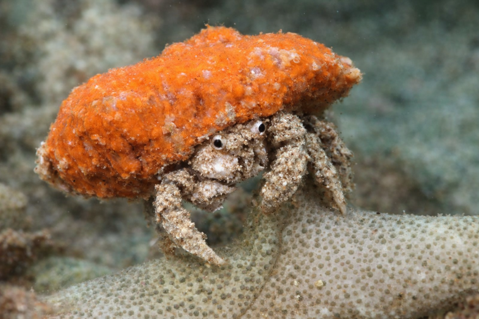 Sponge Crab