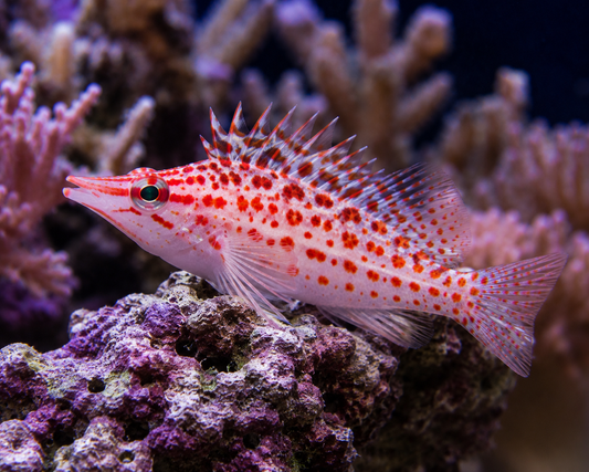 Spotted Hawkfish