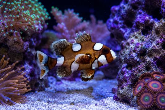 Spotted Sweetlips