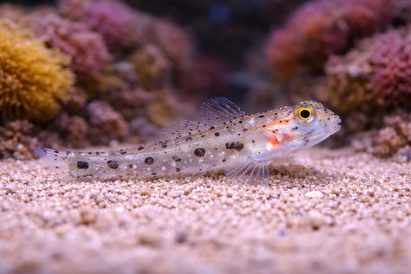 Black Spotted Sand Goby