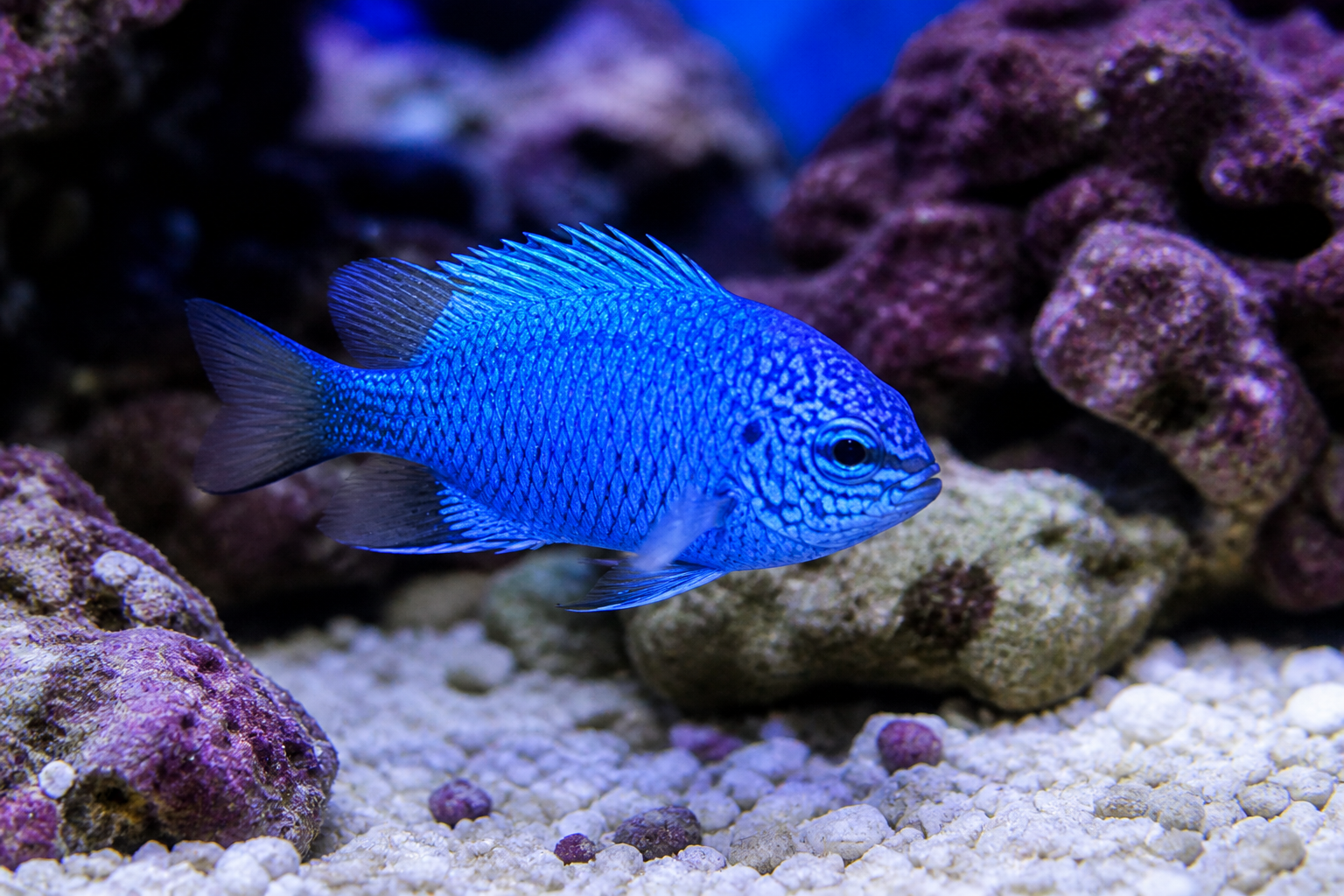 Springer's Damselfish