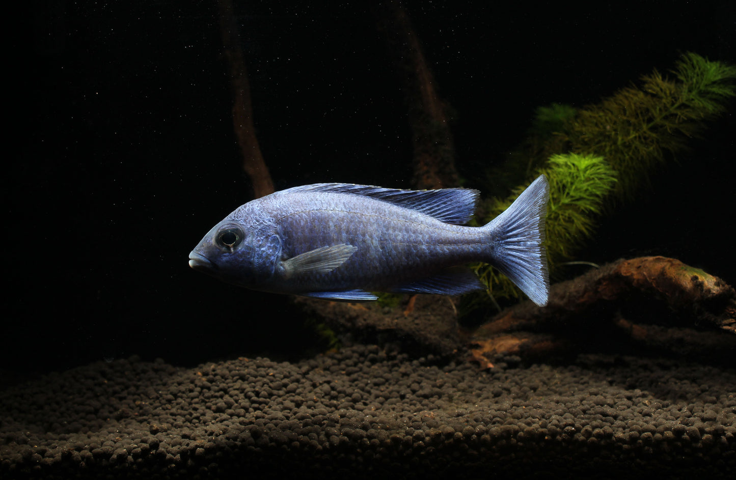 Star Sapphire Cichlid