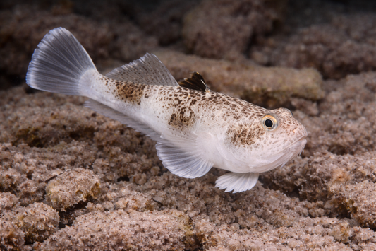 Stargazer Blenny