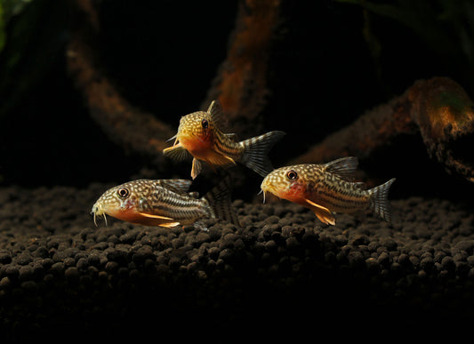 Sterbai Corydoras Catfish