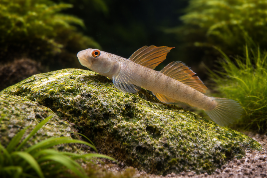 Orange Fin Stiphodon Goby