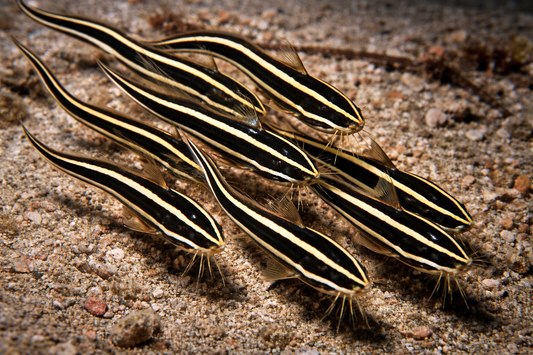 Striped Eel Catfish
