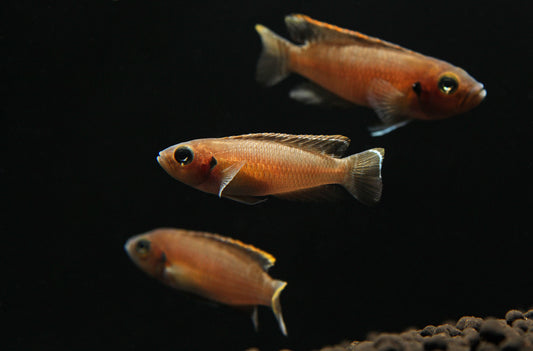 Sun Spot Brevis Cichlid