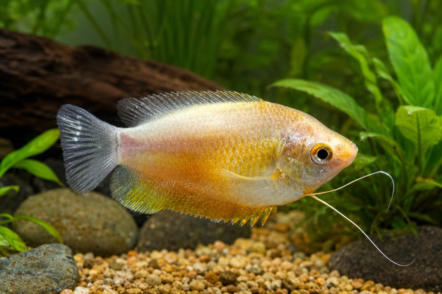 Sunset thick lip gourami