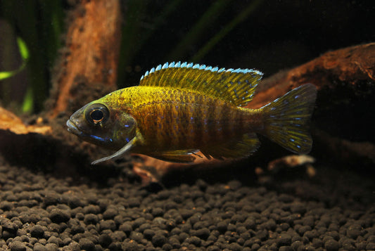 Sunshine Peacock Cichlid  Small