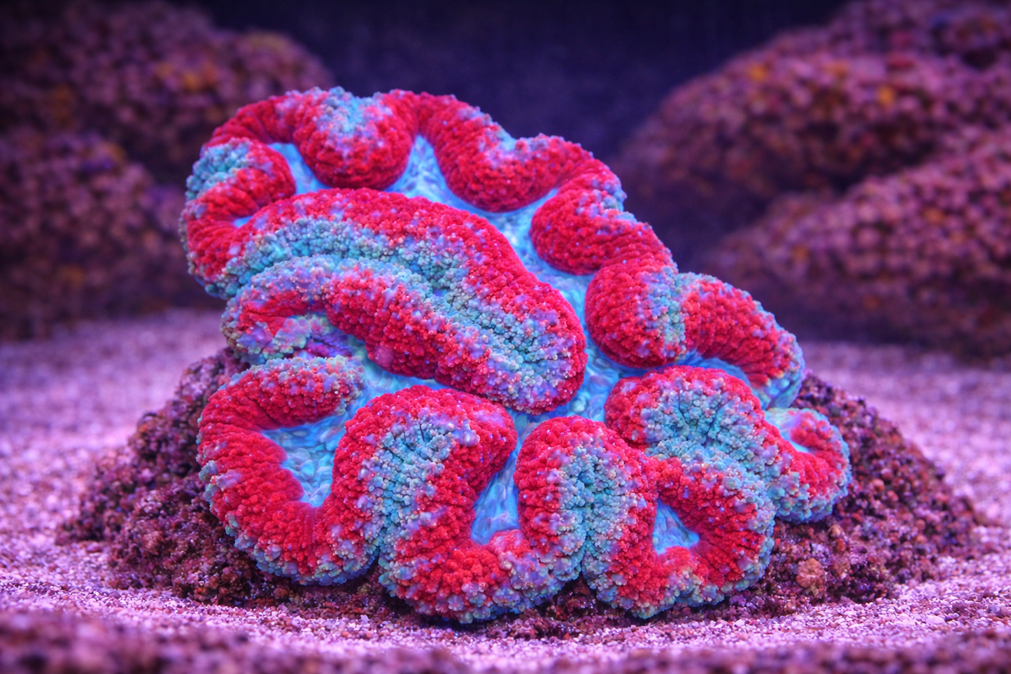 Symphyillia Coral