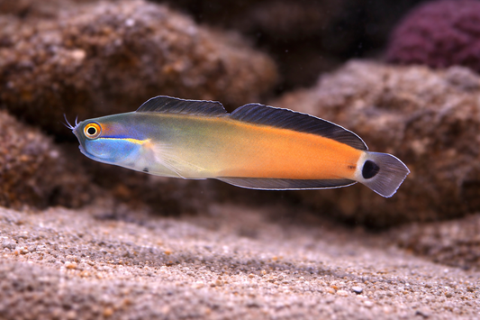 Tail Spot Blenny