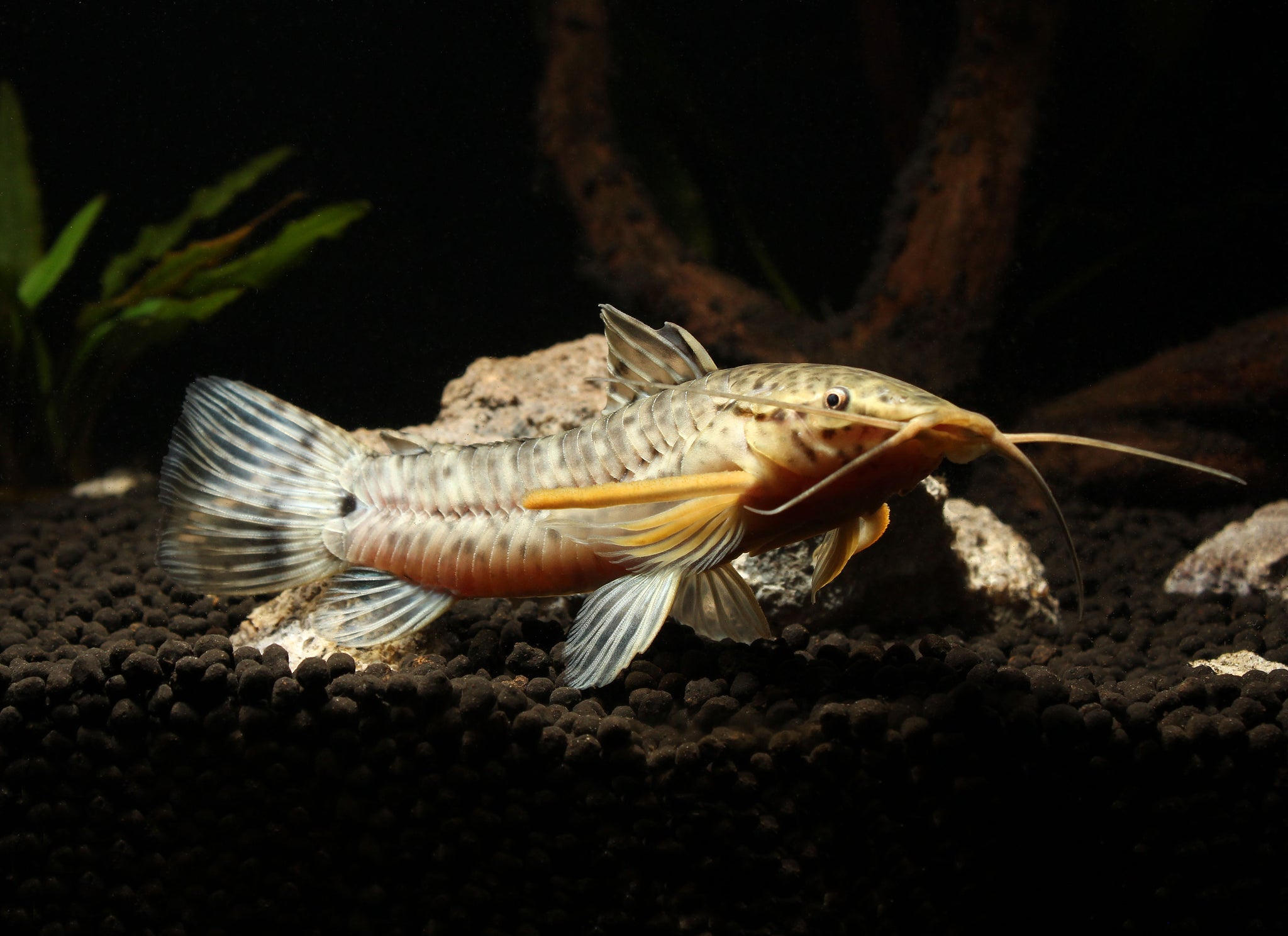 Albino Marble Hoplo Catfish