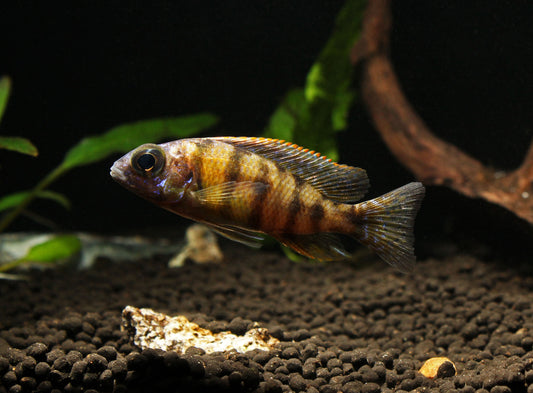 Taiwan Reef Small Cichlid