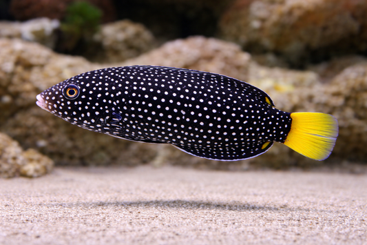Tamarin Wrasse