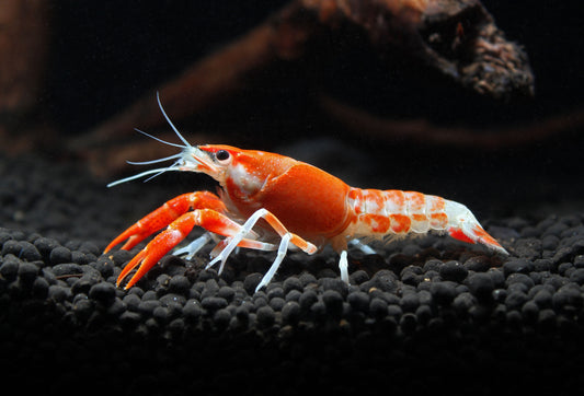 Tangerine Crayfish