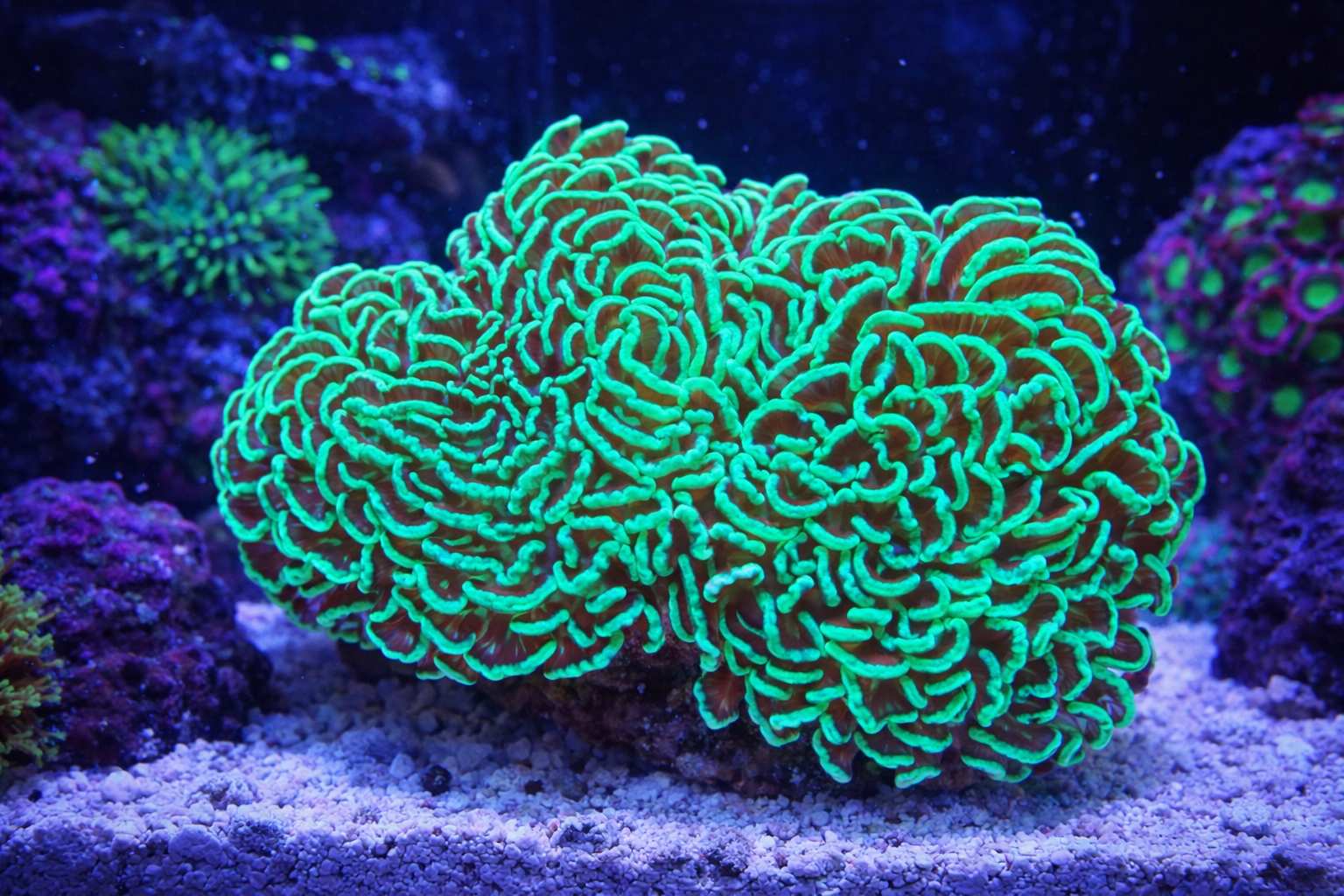 Glowing green coral in an aquarium setting with a dark background